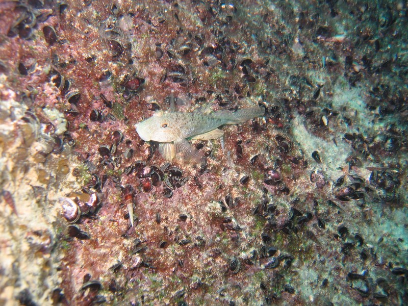 Bilder aus dem Barracuda Lake